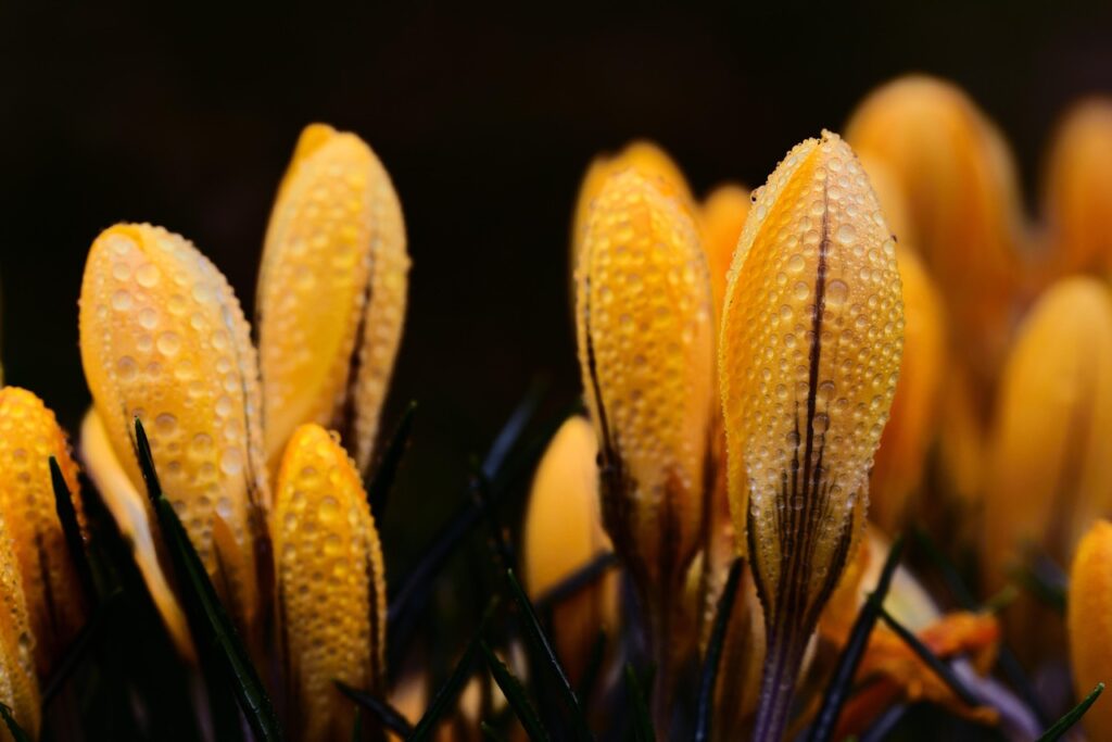 春に告白するための電話占いアドバイスは？