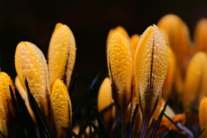 春に告白するための電話占いアドバイスは？