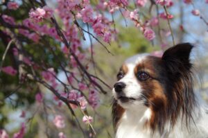 春に20代女子が片思いを叶えるための電話占いの料金相場はどれくらいが目安？